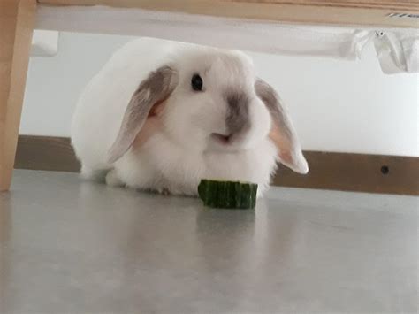 here, have my favorite pic in the world: my bun eating cucumber and