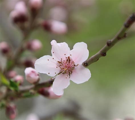 peach blossom flower spring  photo  pixabay pixabay