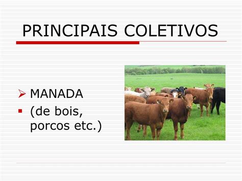 Substantivo Coletivo De Manada - PPT - SUBSTANTIVOS COLETIVOS PowerPoint Presentation, free download ...