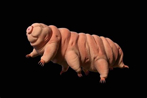 Discover the Fascinating World of Tardigrades