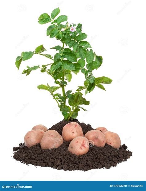Potato plants stock photo. Image of scene, nature, leaf - 27063220