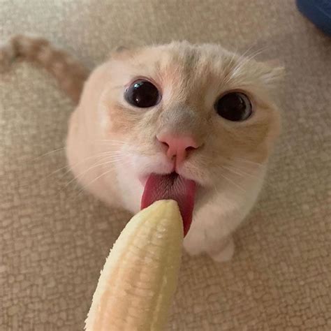 Cat Obsessed With Bananas Is Going Viral For How Inappropriate His Pics ...