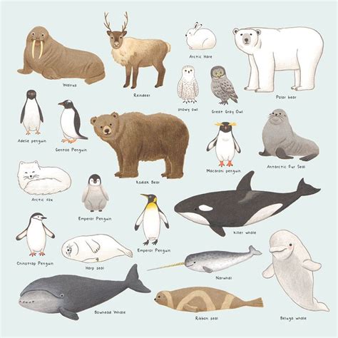 Arctic and Antarctic Animals | Illustration, Adobe Photoshop, Colored ...