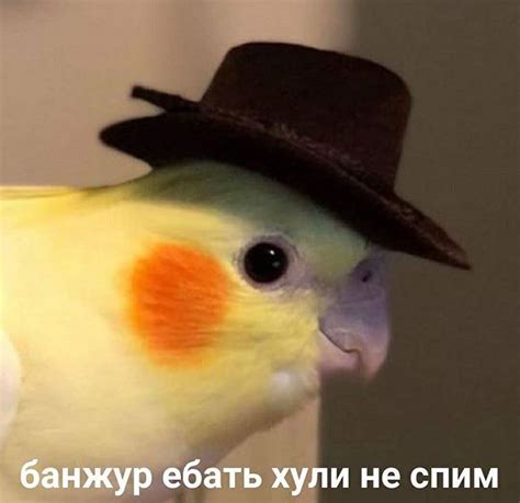Pin by Cuvugv on Для ВП | Funny animal memes, Hello memes, Funny parrots
