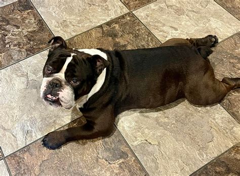 Community members praise humane society of nw louisiana for recent rescues 17