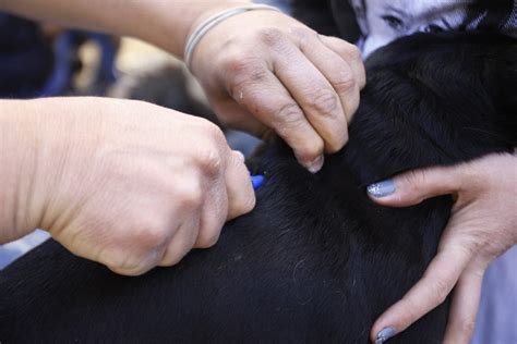 Vaccines in pets – biolink