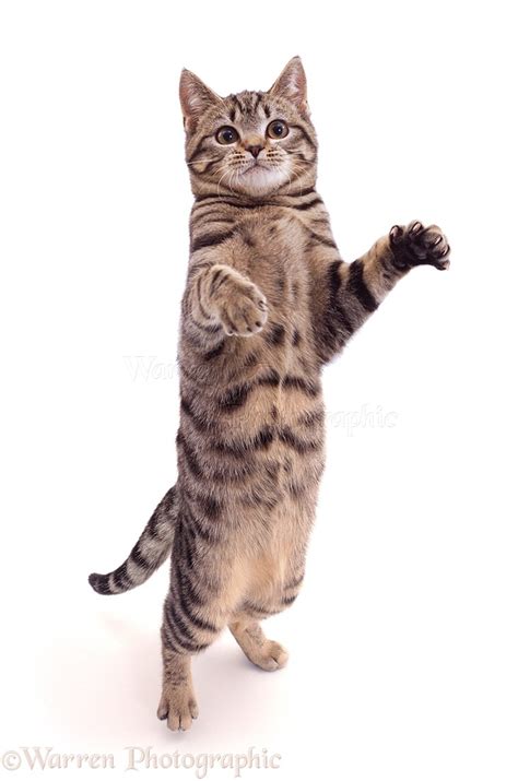standing tabby cat