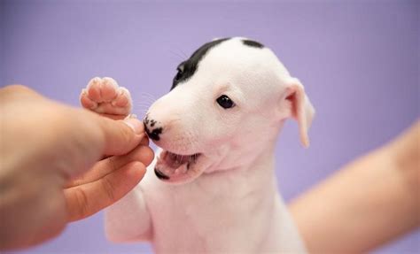 Tout ce qu'il faut pour bien élever son Whippet - Whippet élevage