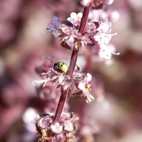 green ladybug  dingusxeon  deviantart