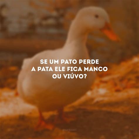 Frases Com A Palavra Pato - 45 frases de duplo sentido que divertem e confundem