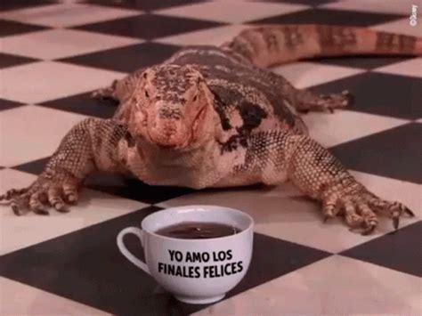 kipling gif  kipling discover share gifs