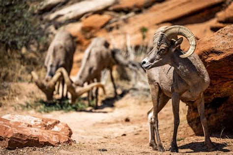 wildlife guide  grand canyon national park   animals