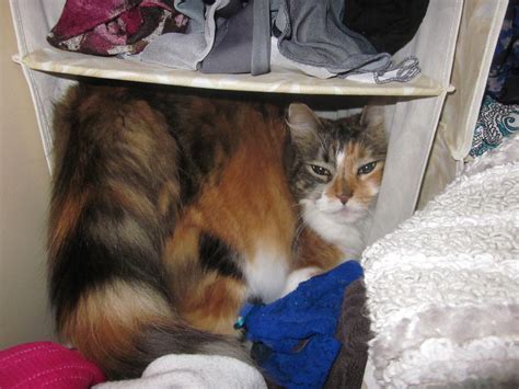 cat stink face 5