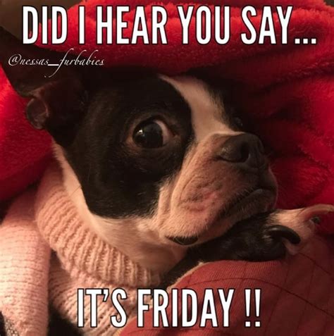 happy friday boston terrier funny funny dog memes friday dog