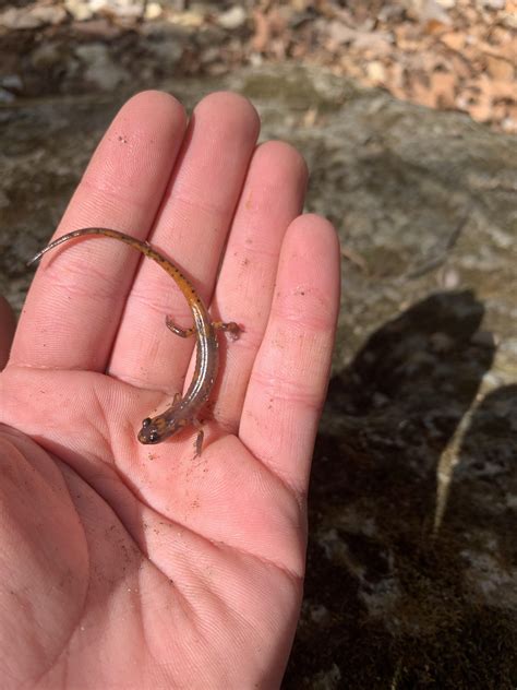 longtail cars for sale 7