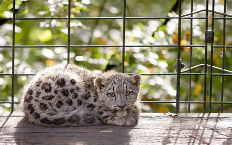 Leopard Snow Leopard Cub HD wallpaper | animals | Wallpaper Better