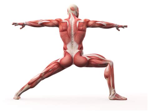 Yoga Teacher Central » Bones, Joints, Muscles (Musculoskeletal System ...