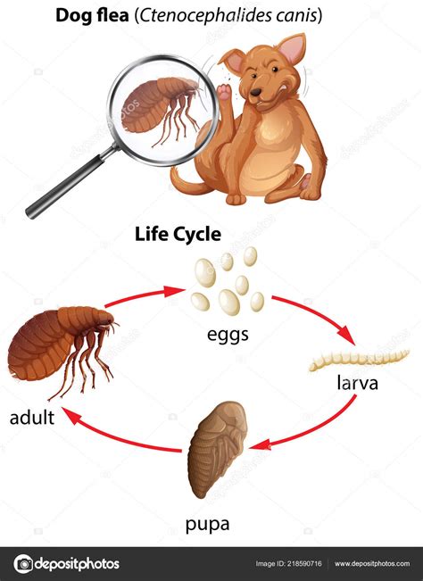Life Cycle Dog Flea Illustration Stock Vector Image by ©blueringmedia