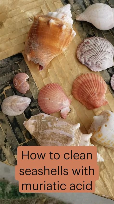 10 Ways To Revive Your Treasures: A Step-By-Step Guide To Cleaning Seashells With Muriatic Acid