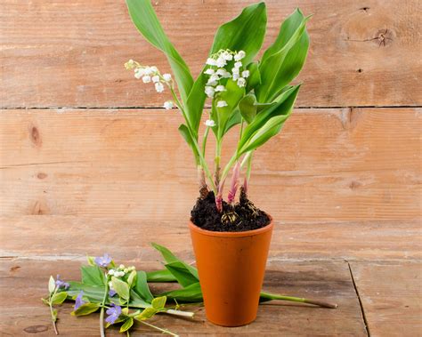 Convallaria forcing pips — Buy lily of the valley bulbs for forcing