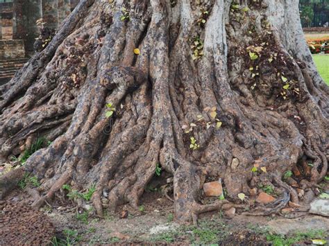 stem   big tree stock photo image  picture park