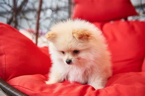 A Complete Guide To 25 Gorgeous Pomeranian Colors