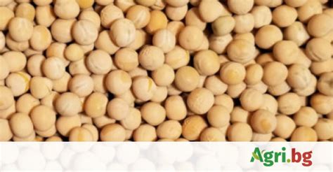 грах семе продава – АгроБорса | Agri.BG