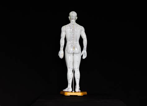 Anatomical Human 50cm Tall Acupuncture Model Pair | Acupuncture Models ...