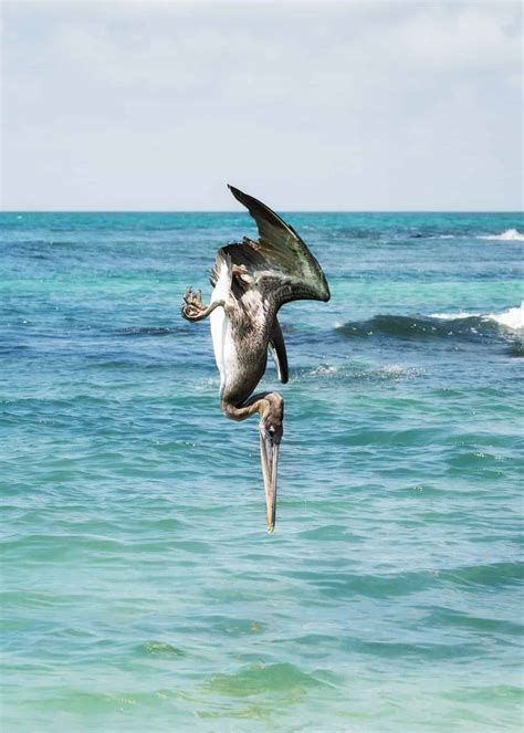 14 Amazing Galapagos Animals (To See on Your Trip!) | Latin Roots Travel