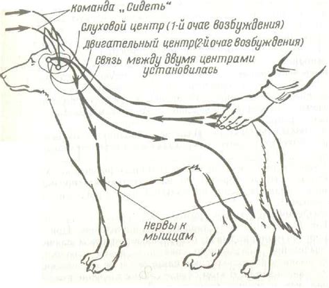 Глава 6. Физиологические основы поведения, дрессировки собак служебных