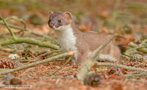 privileged yesterday   stoat power benvironment