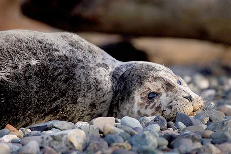 The 10 best places in Snohomish County for watching wildlife ...