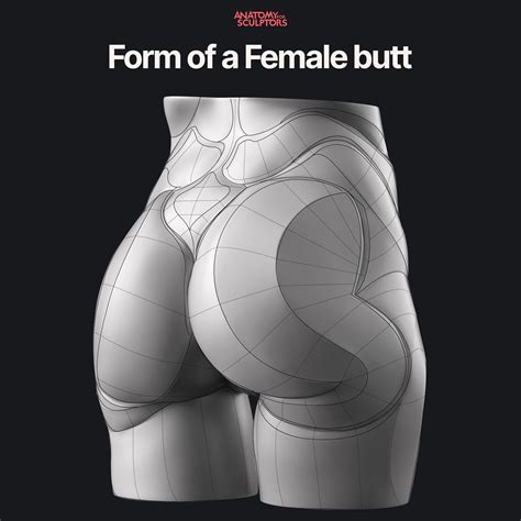 Anatomy For Sculptors - Form of the Female butt
