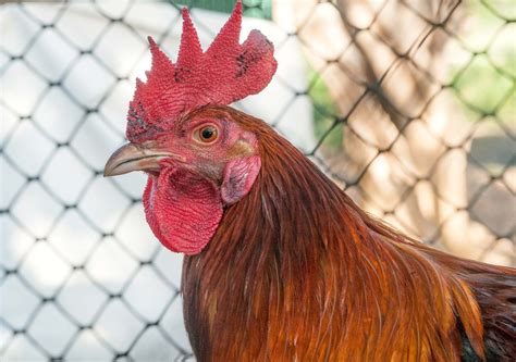 Are Chicken Legs Dark Meat? The Complete Guide to Understanding Your ...