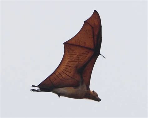 Great Flying Fox - Facts, Diet, Habitat & Pictures on Animalia.bio