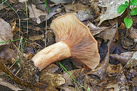 peckii background images hd pictures  wallpaper