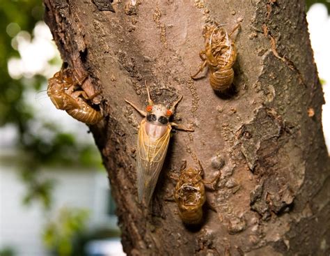 Cicada DNA Helps Explain Strange Breeding Cycle | National Geographic