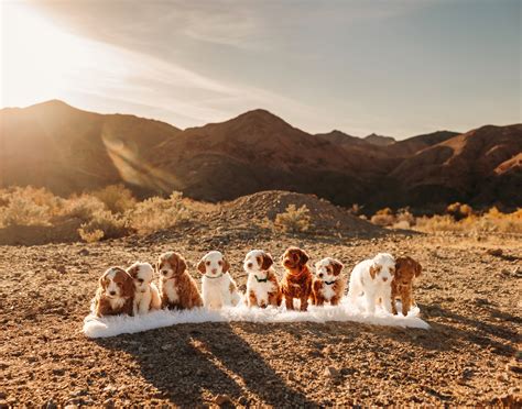 Find the Best Premier Goldendoodle Puppies in Orange County