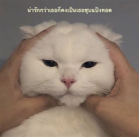 Pin by Som Som on การบันทึกอย่างรวดเร็ว | Cute baby cats, Cute cat ...
