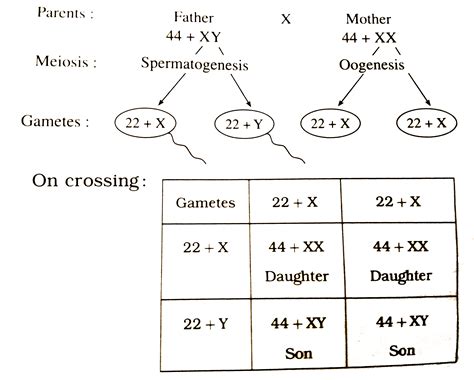 Explain the mechanism of sex determination in human being.