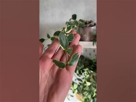 Hoya Cumingiana albomarginata / хойя кумингиана альбомаргината - YouTube