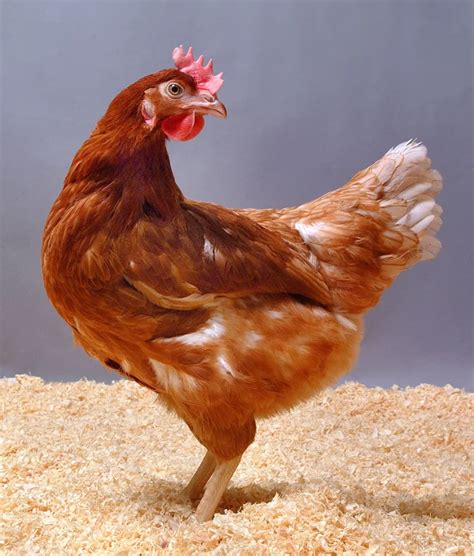 Groundbreaking Study Uncovers Key Genetic Insights for Poultry Health ...