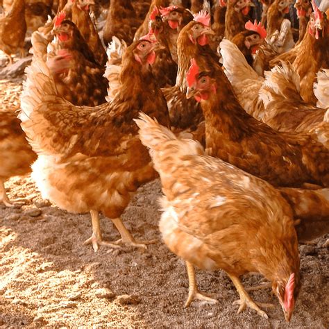 mengganti ayam afkir petelur sebelum pengeluaran membengkak hobi ternak