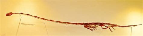 Tanystropheus: The Weirdest Long-Necked Reptile You’ve Never Heard Of