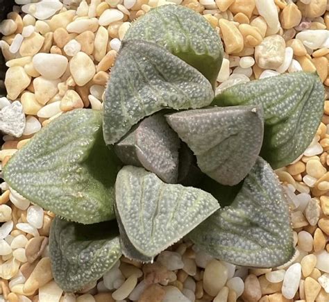 haworthia splendens aries ians haworthia store