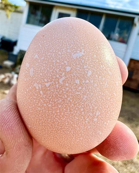 White House on the Hill | Wanna see an Indio Gigante egg up close