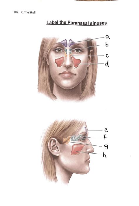 paranasal sinuses Diagram | Quizlet