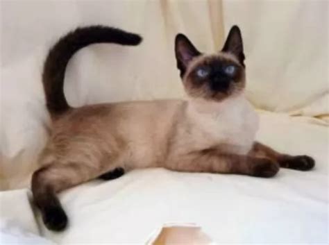 Thai Cat Breed Information, Images, Characteristics, Health
