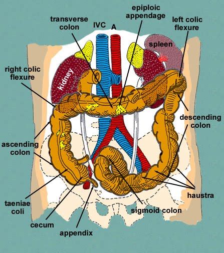 diagestive system  human body large intestine