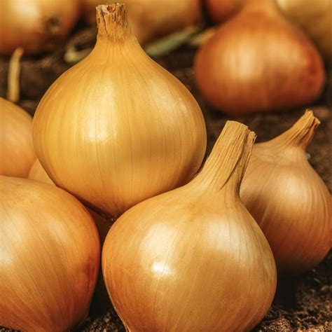 nasiona    cena opinie warzywa